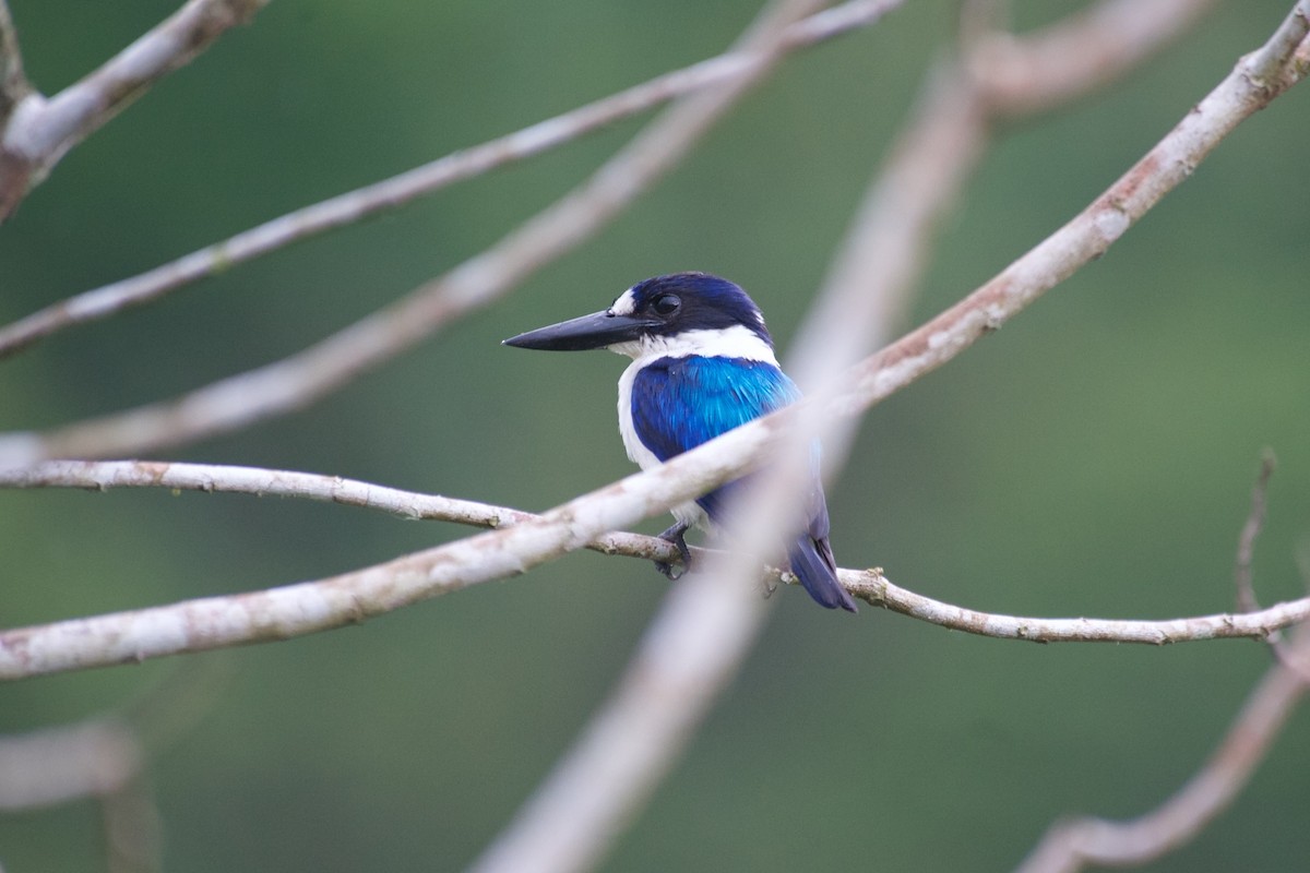 Blue-and-white Kingfisher - ML58805611