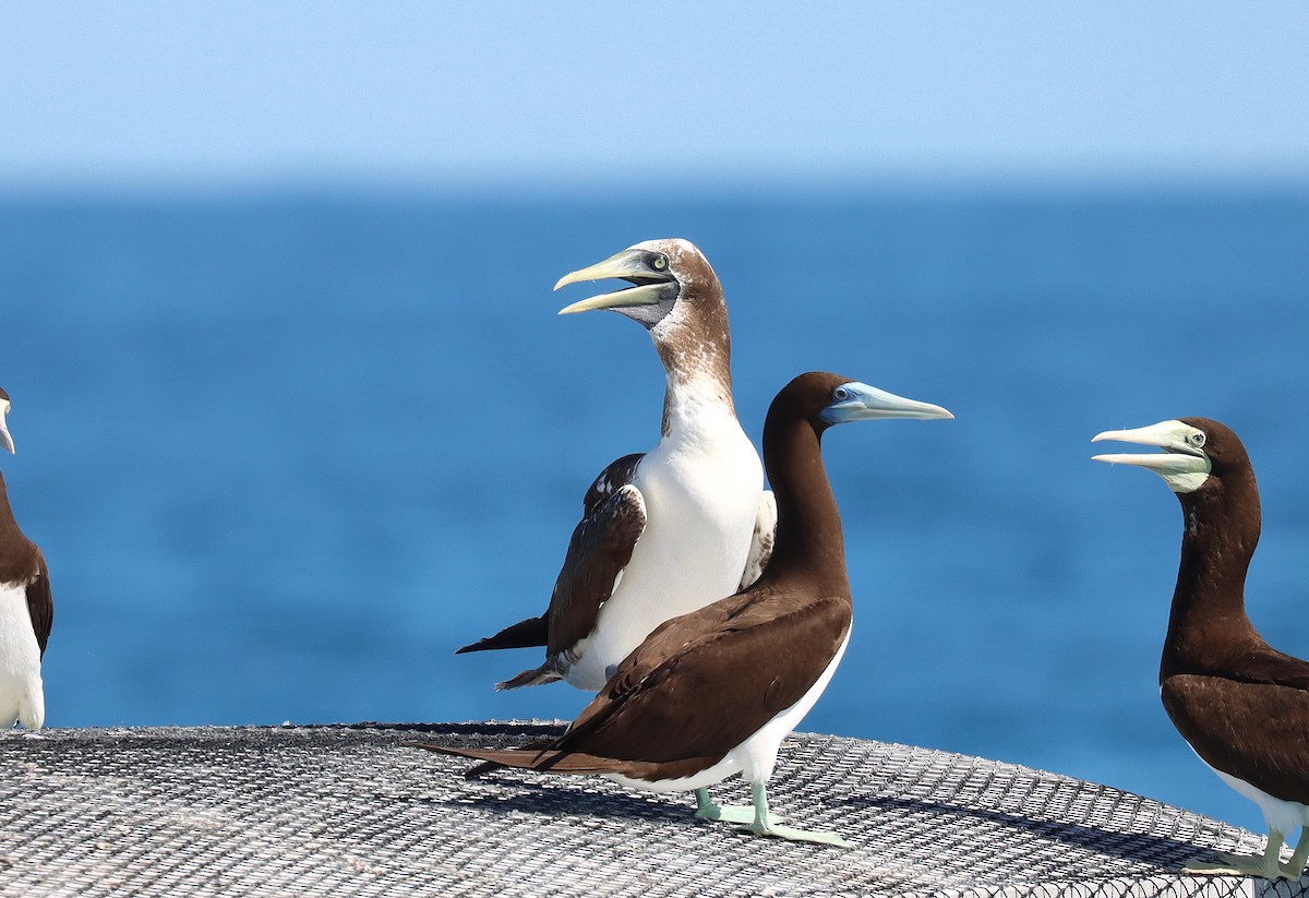 Masked Booby - ML588056811