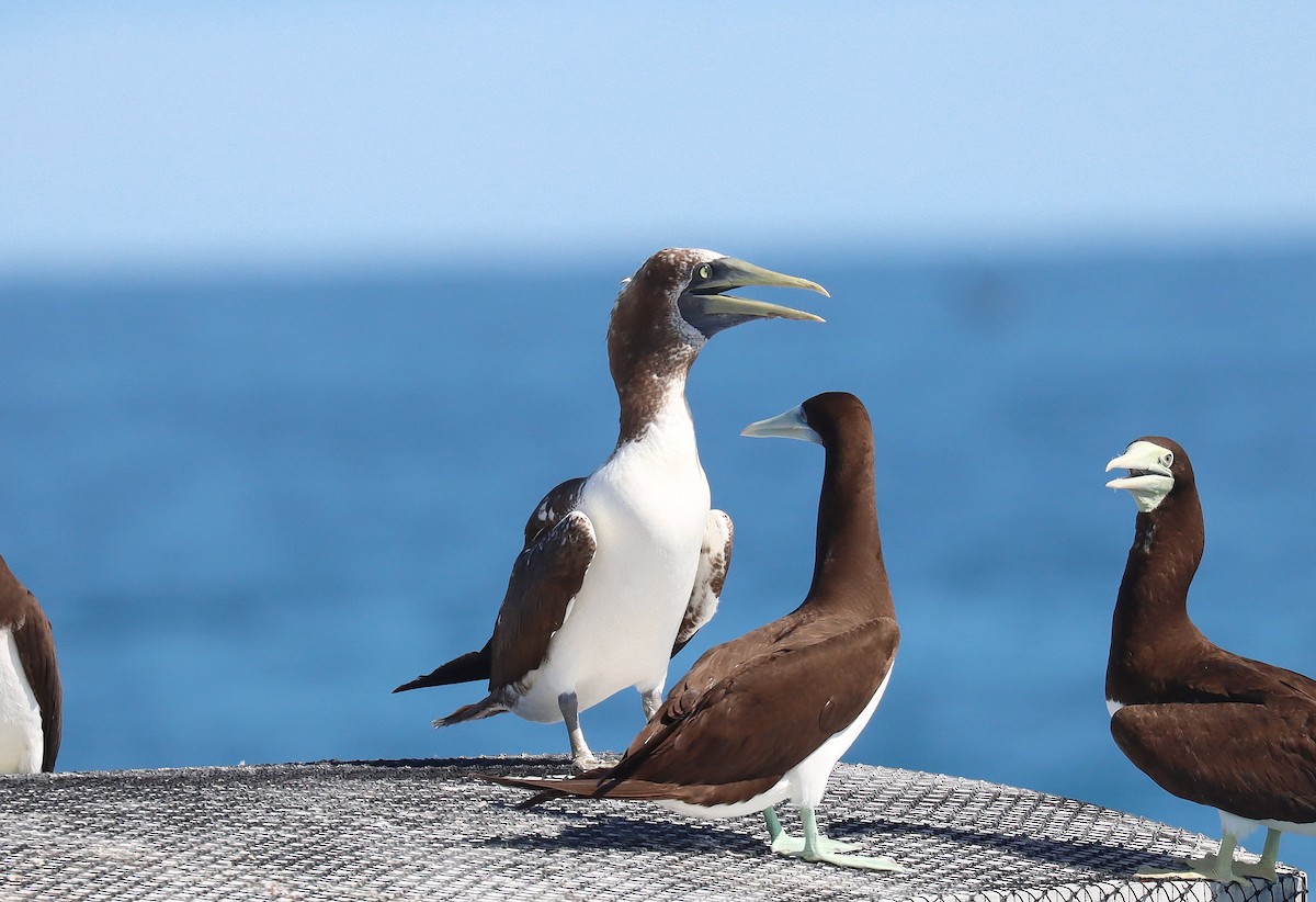 Masked Booby - ML588057251