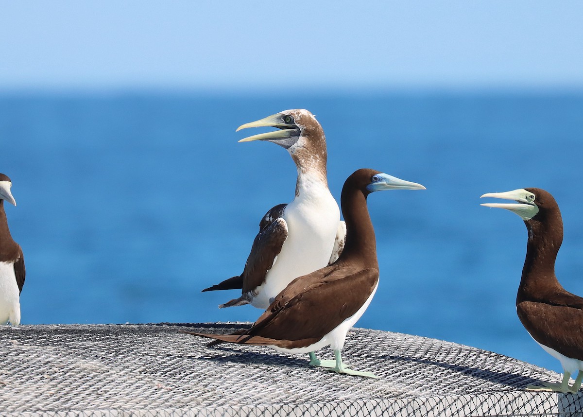 Masked Booby - ML588057531