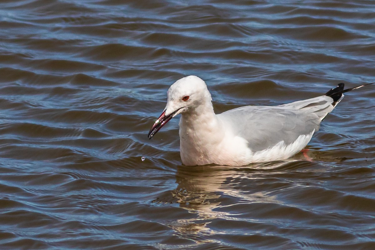 Slender-billed Gull - David Hird
