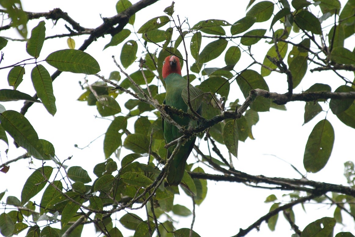 Red-cheeked Parrot - John C. Mittermeier