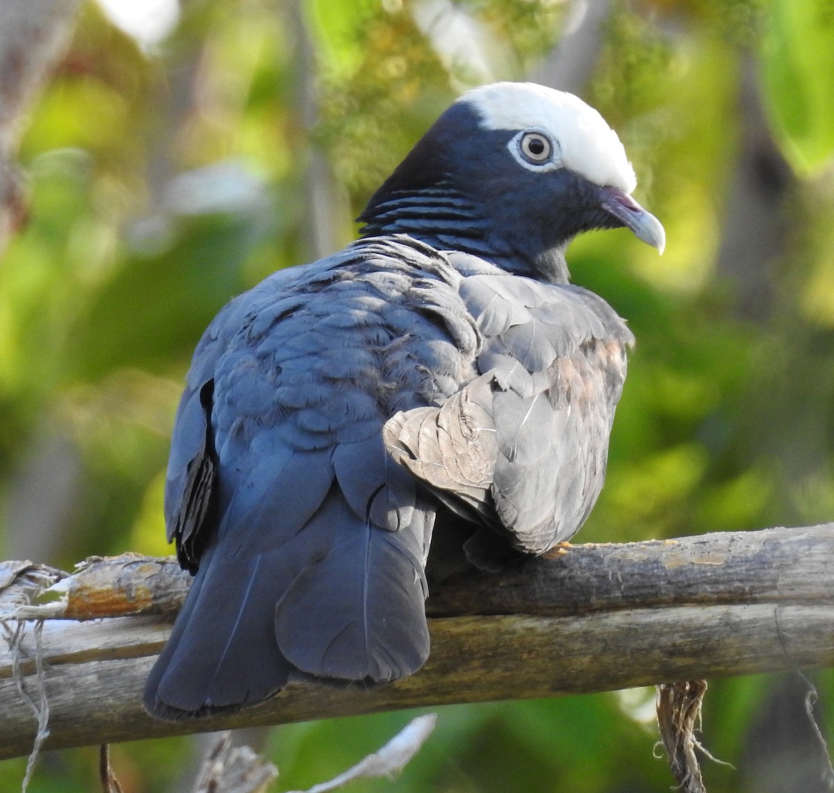 White-crowned Pigeon - ML58805981
