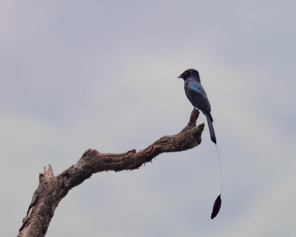 Lesser Racket-tailed Drongo - ML588060451