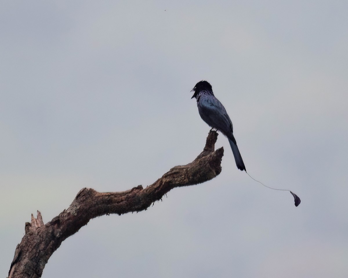 Lesser Racket-tailed Drongo - ML588060471