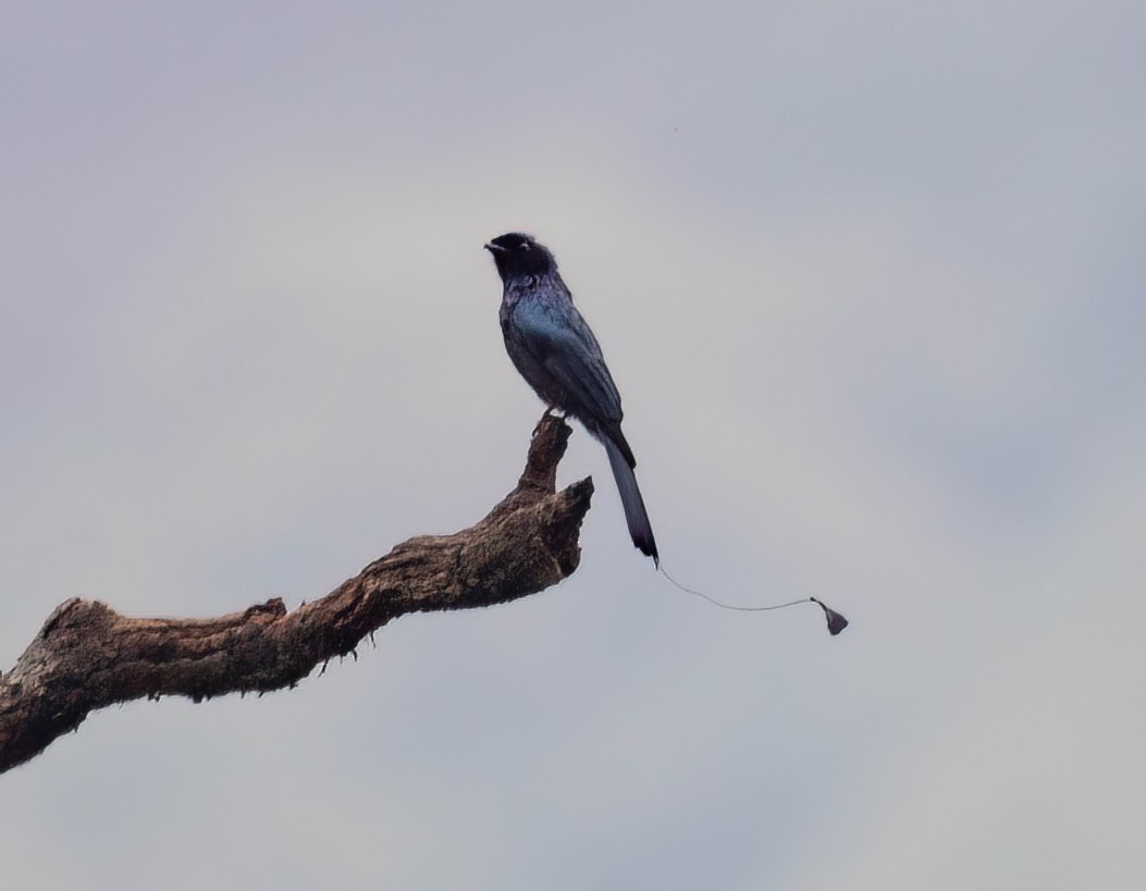 Lesser Racket-tailed Drongo - ML588060491