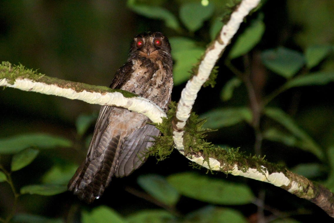 Moluccan Owlet-nightjar - John C. Mittermeier