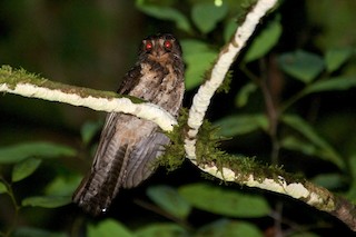  - Moluccan Owlet-nightjar