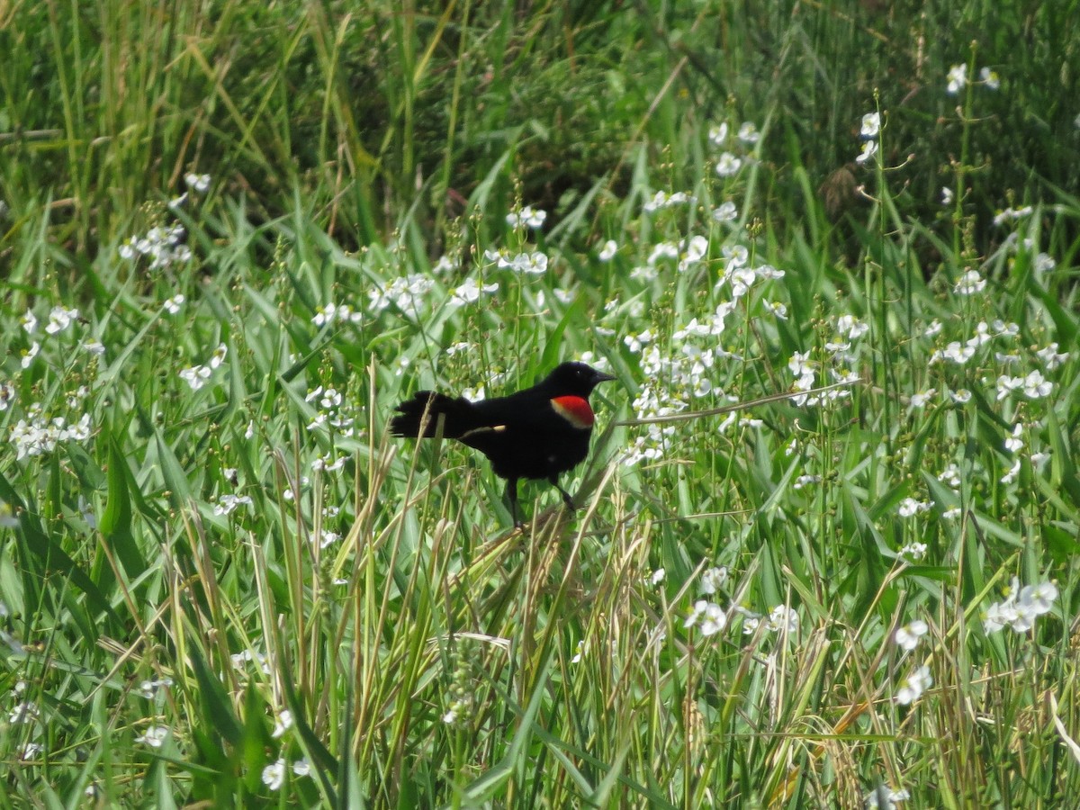 Red-winged Blackbird - Jessie Stuebner