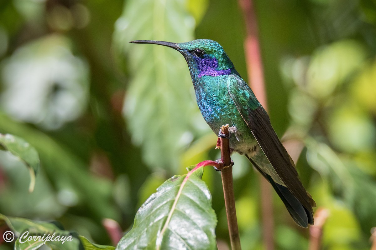 Lesser Violetear (Costa Rican) - Fernando del Valle