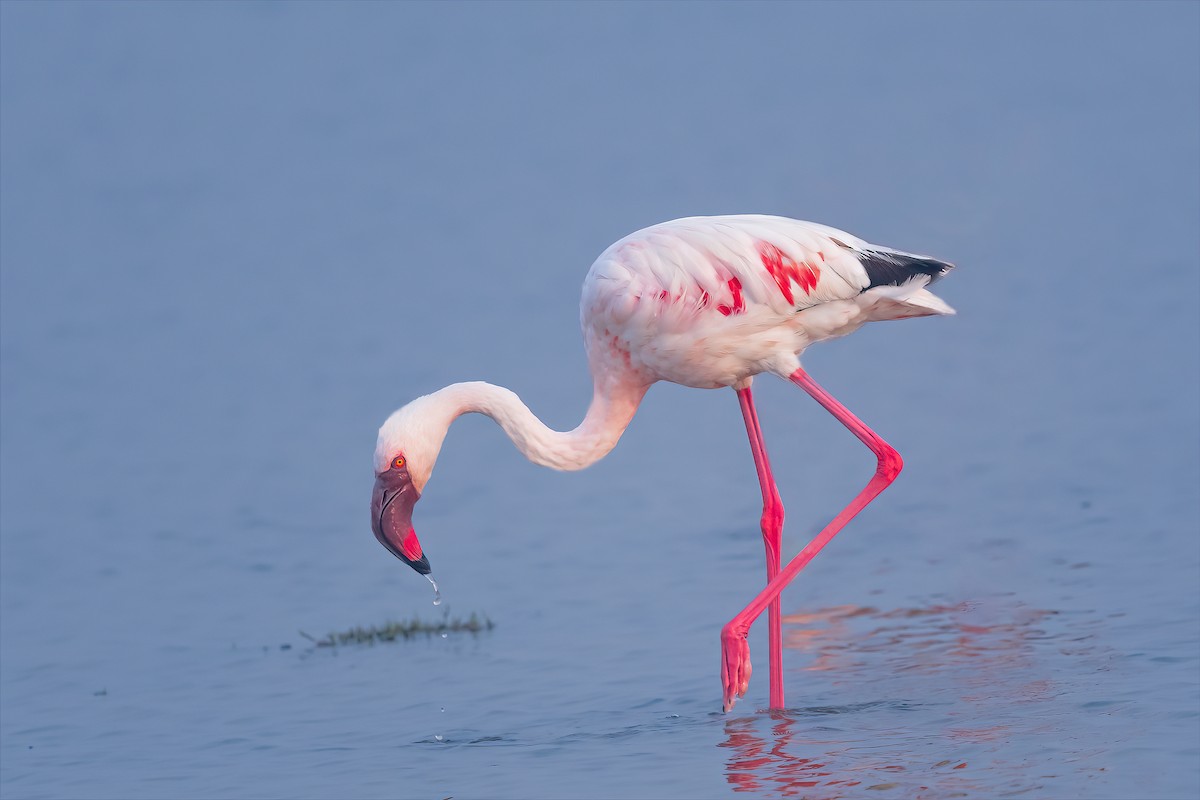 Lesser Flamingo - ML588062001