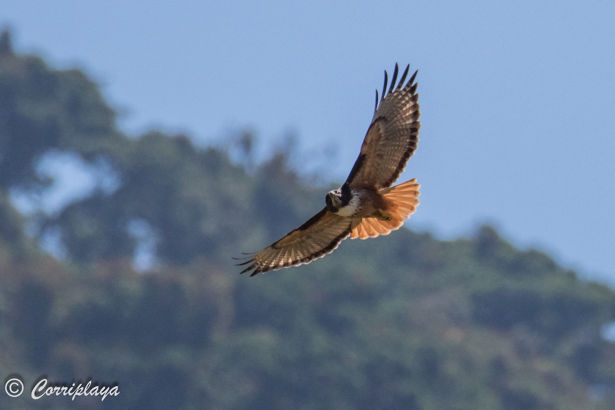 Red-tailed Hawk (costaricensis) - ML588062181