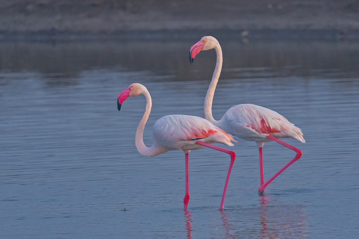 Greater Flamingo - Rajkumar Das