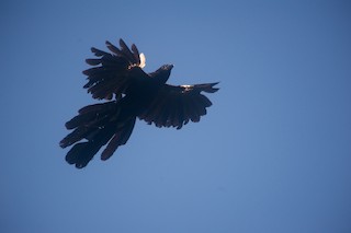  - Goliath Coucal