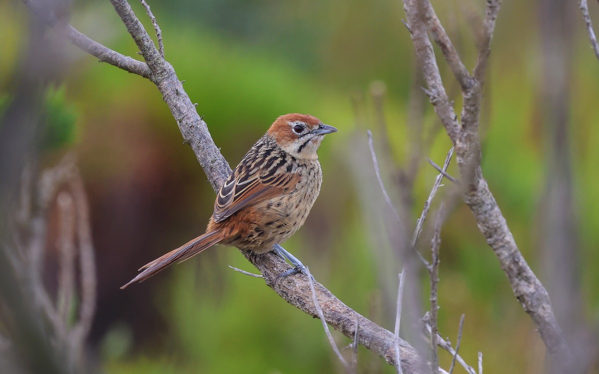 Cape Grassbird - Dominic Rollinson - Birding Ecotours