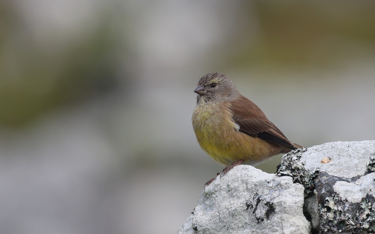Cape Siskin - Dominic Rollinson - Birding Ecotours