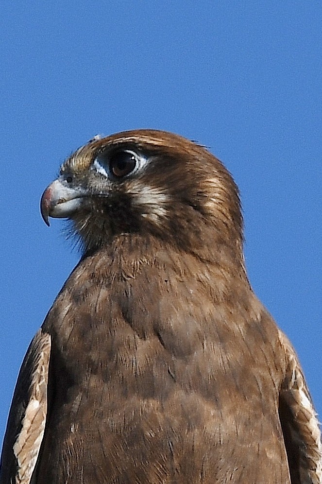 Brown Falcon - Terence Alexander