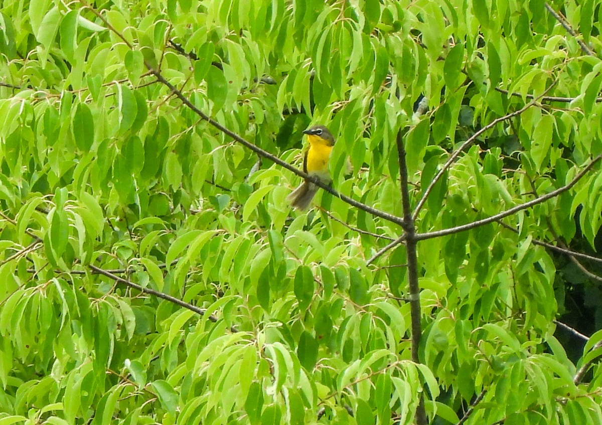 Yellow-breasted Chat - ML588069201