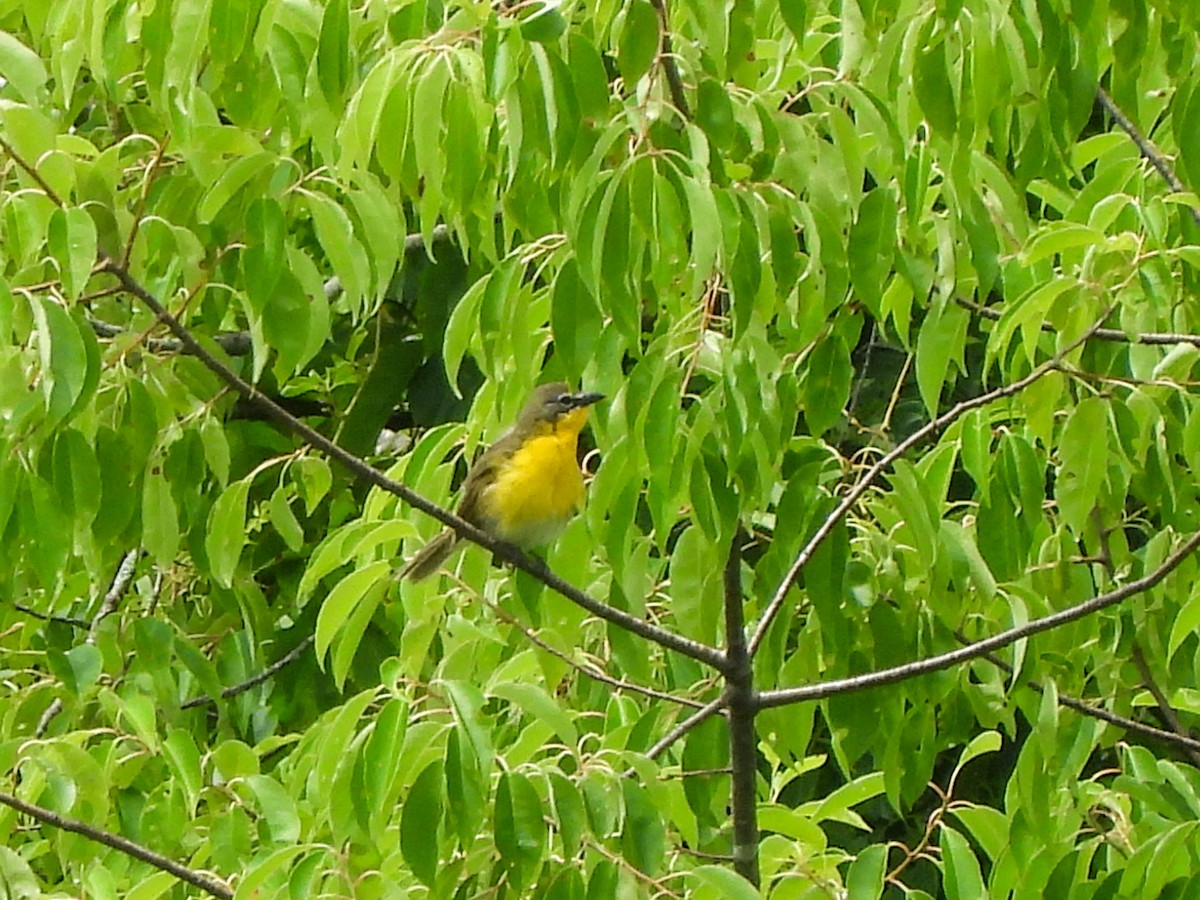 Yellow-breasted Chat - ML588069211