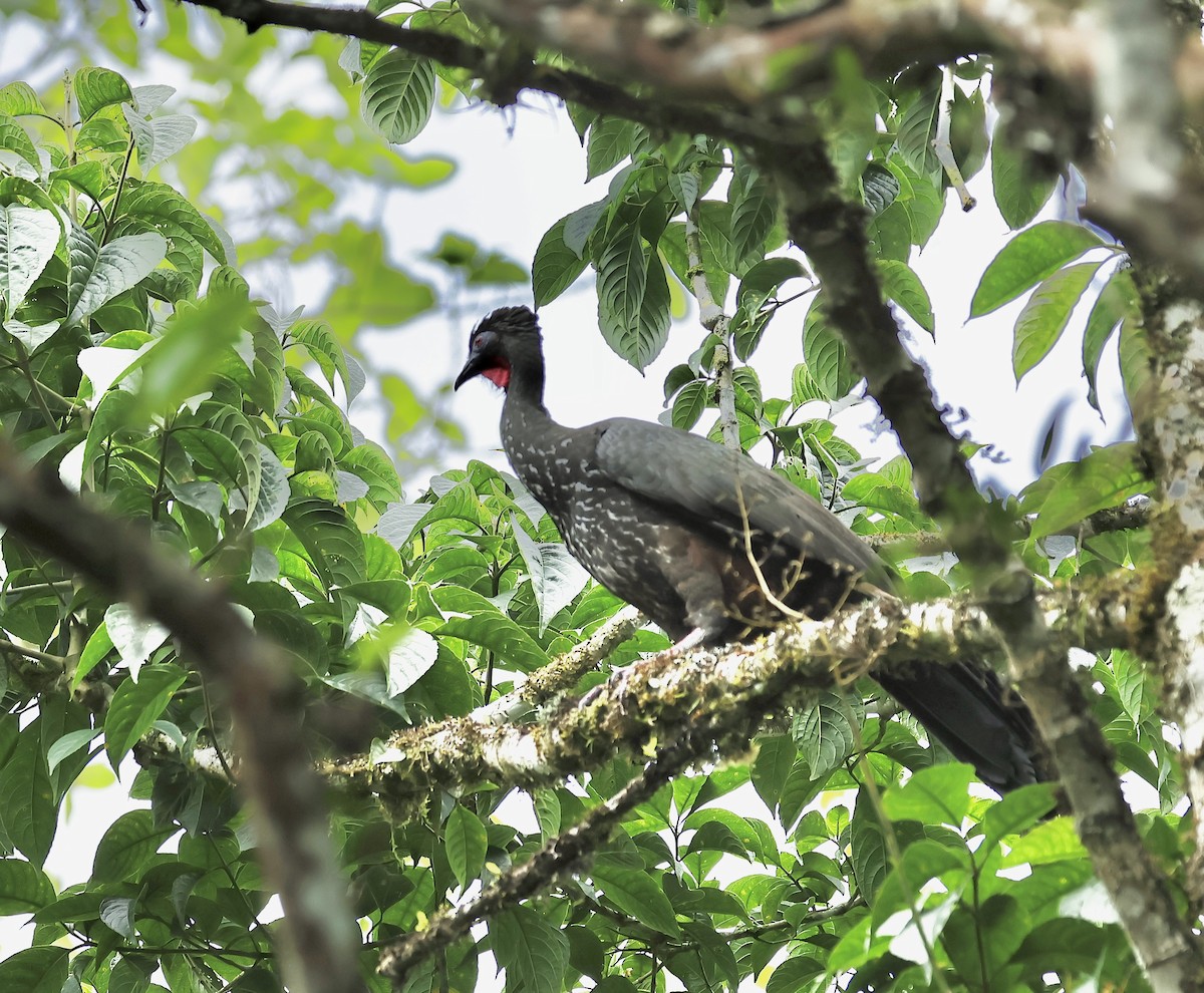 Crested Guan - ML588070491