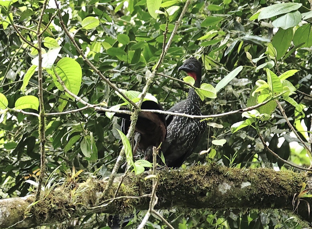 Crested Guan - ML588070521