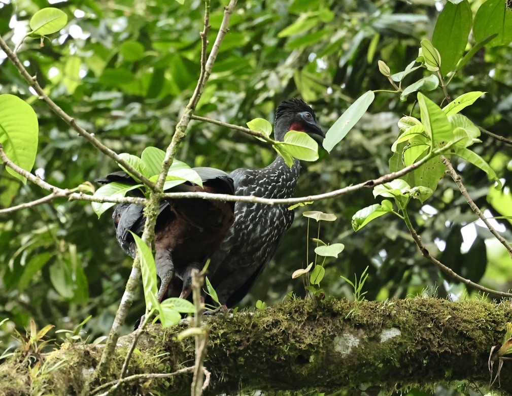Crested Guan - ML588070561