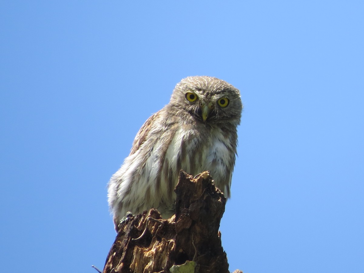 Ferruginous Pygmy-Owl - Jessie Stuebner