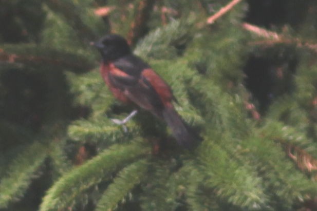 Orchard Oriole - ML588073591