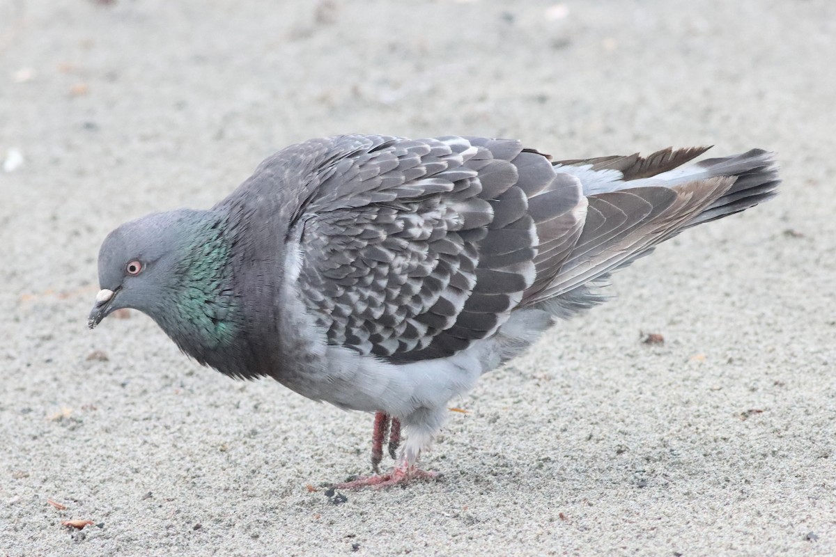Rock Pigeon (Feral Pigeon) - ML588082521