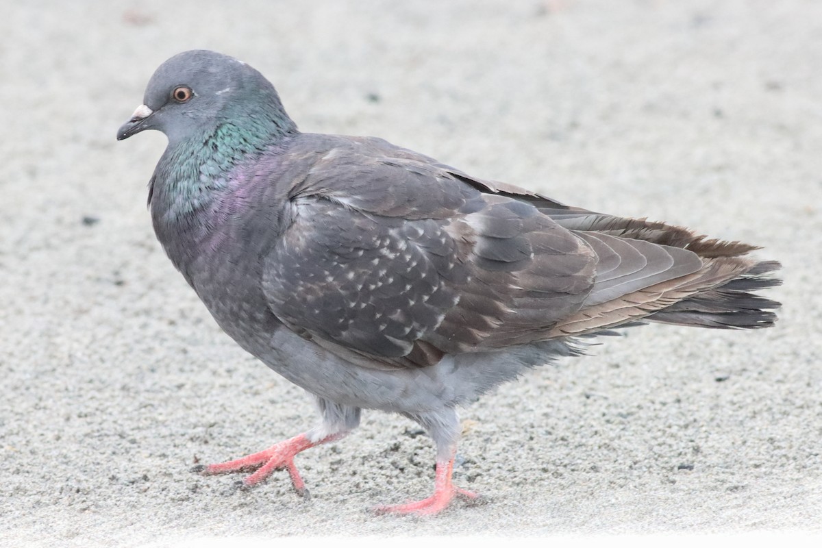 Rock Pigeon (Feral Pigeon) - ML588082531