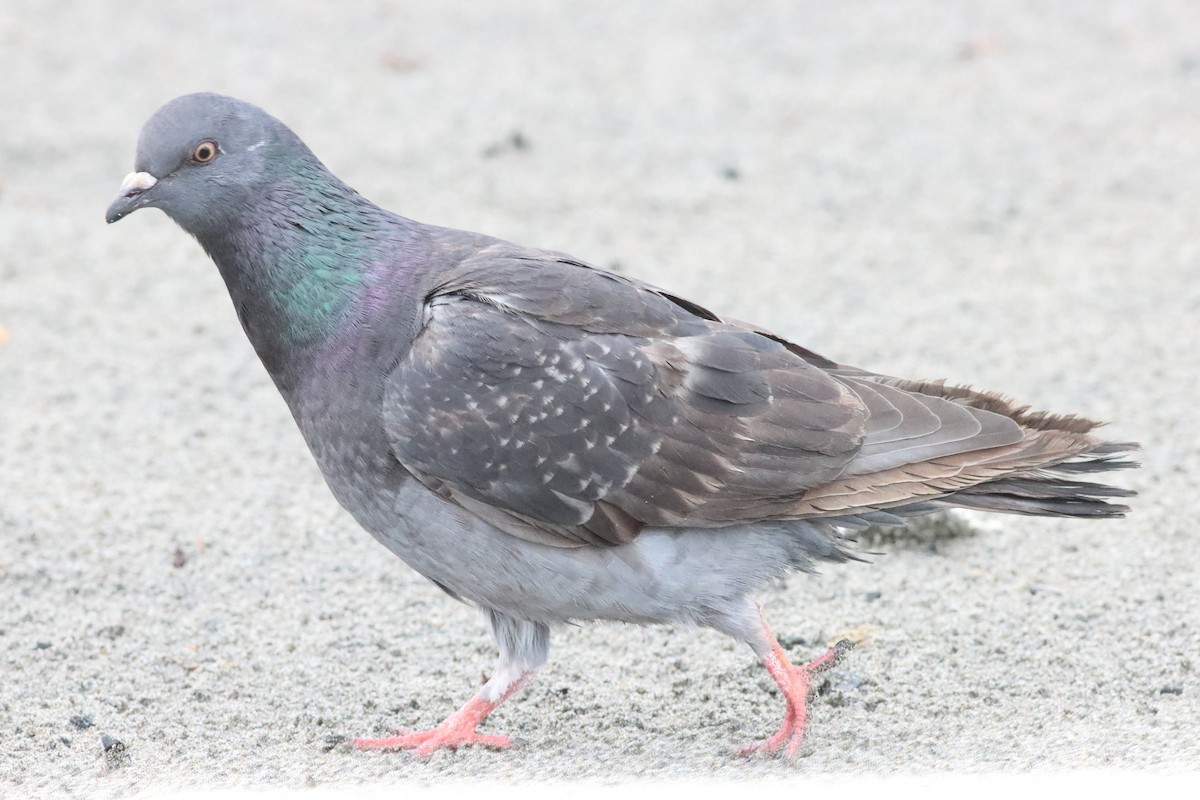 Rock Pigeon (Feral Pigeon) - ML588082541