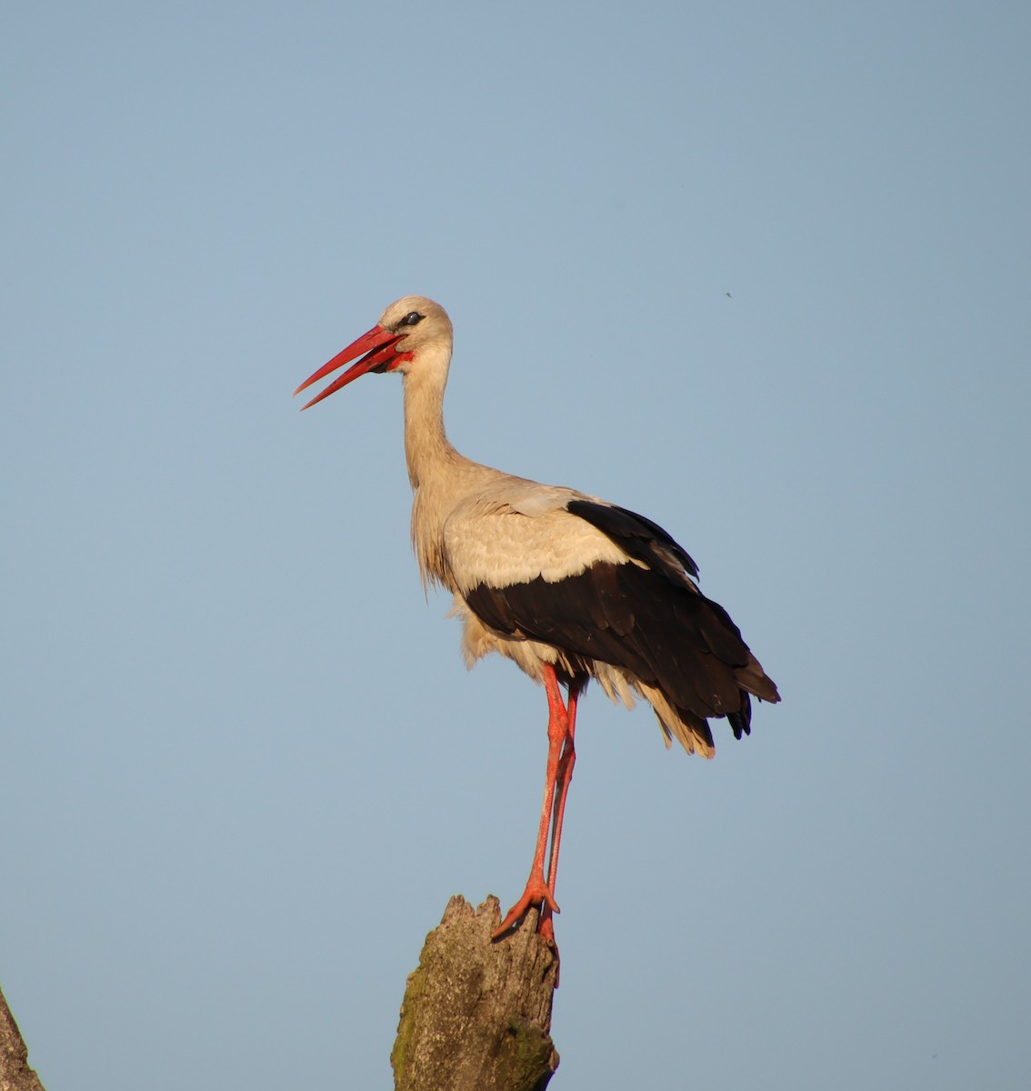 White Stork - Damjan Tomic