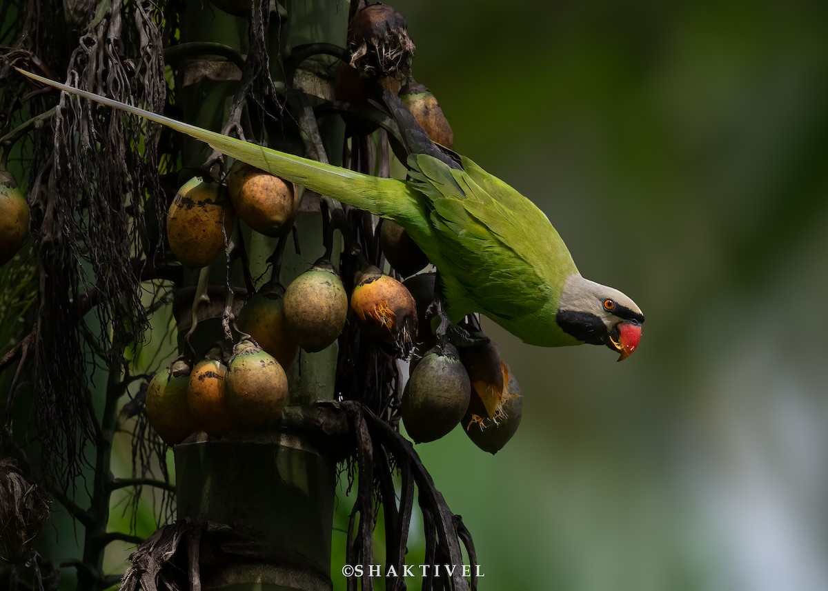 Nikobar Yeşil Papağanı - ML588086541