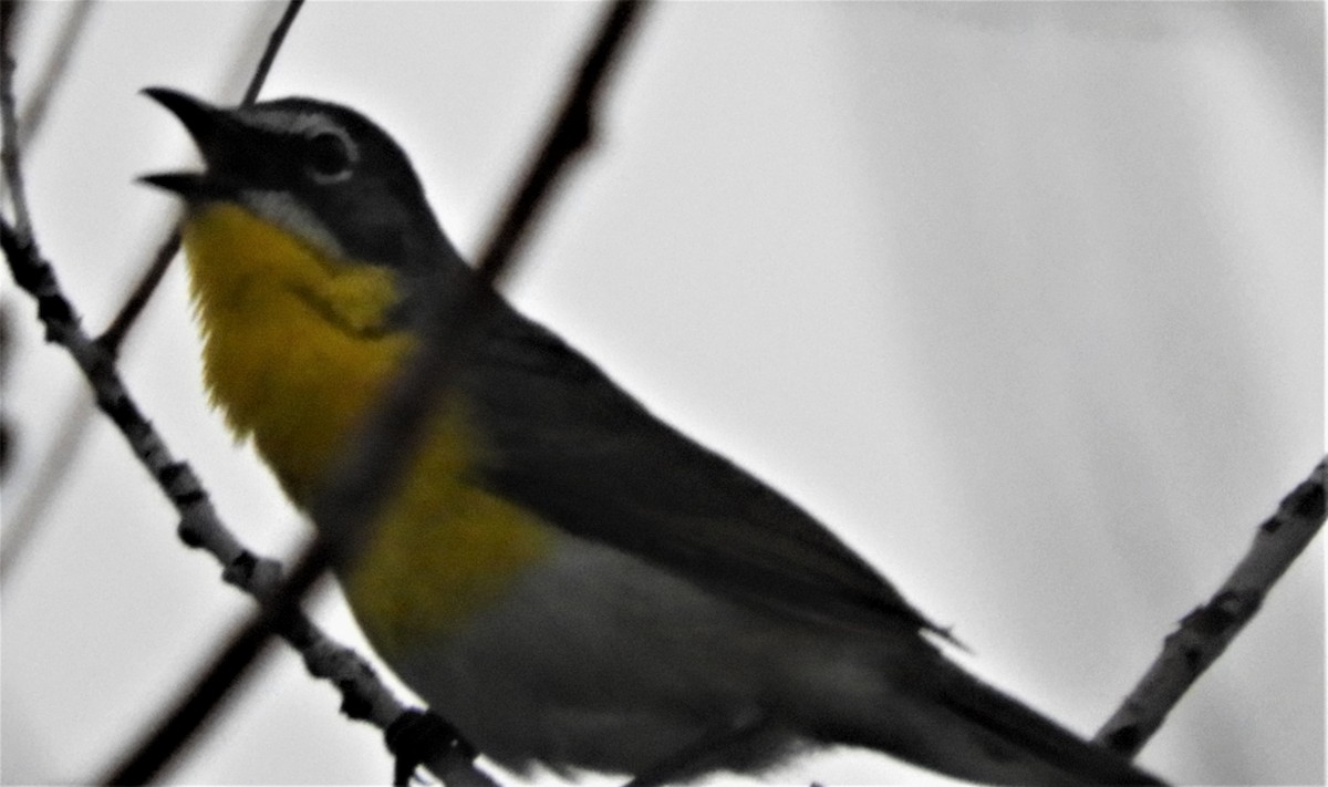 Yellow-breasted Chat - ML588088891
