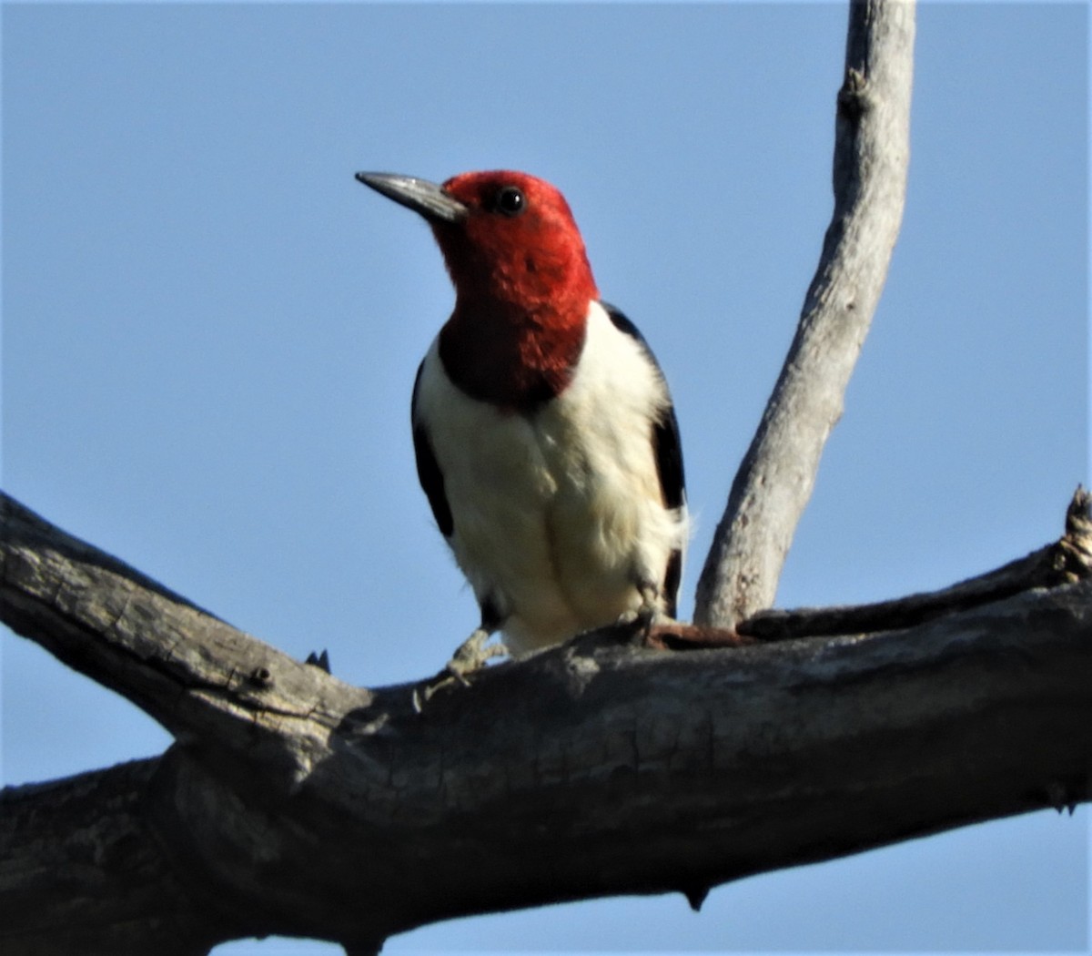 Red-headed Woodpecker - Sue Newland