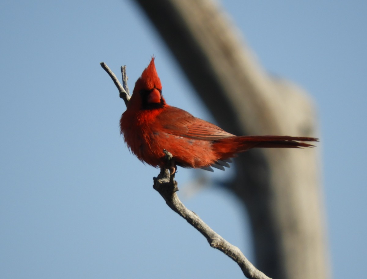 Northern Cardinal - Sue Newland