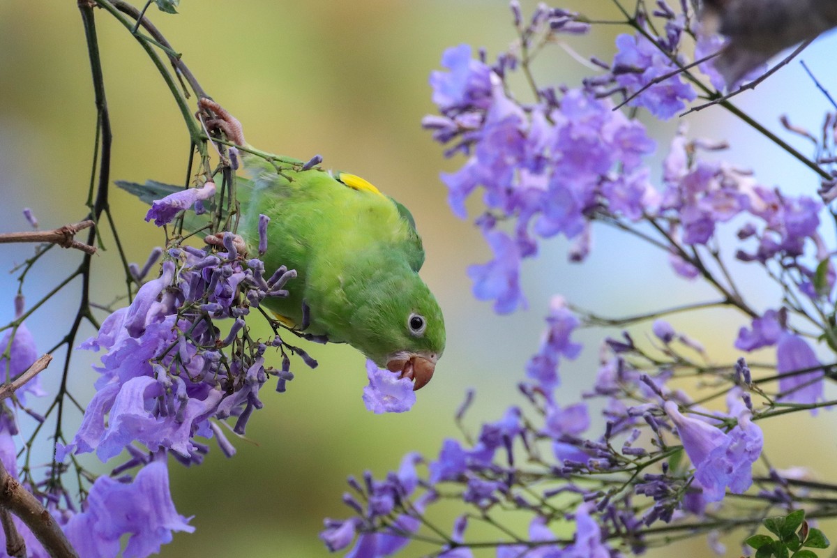 Yellow-chevroned Parakeet - Dan Hayes