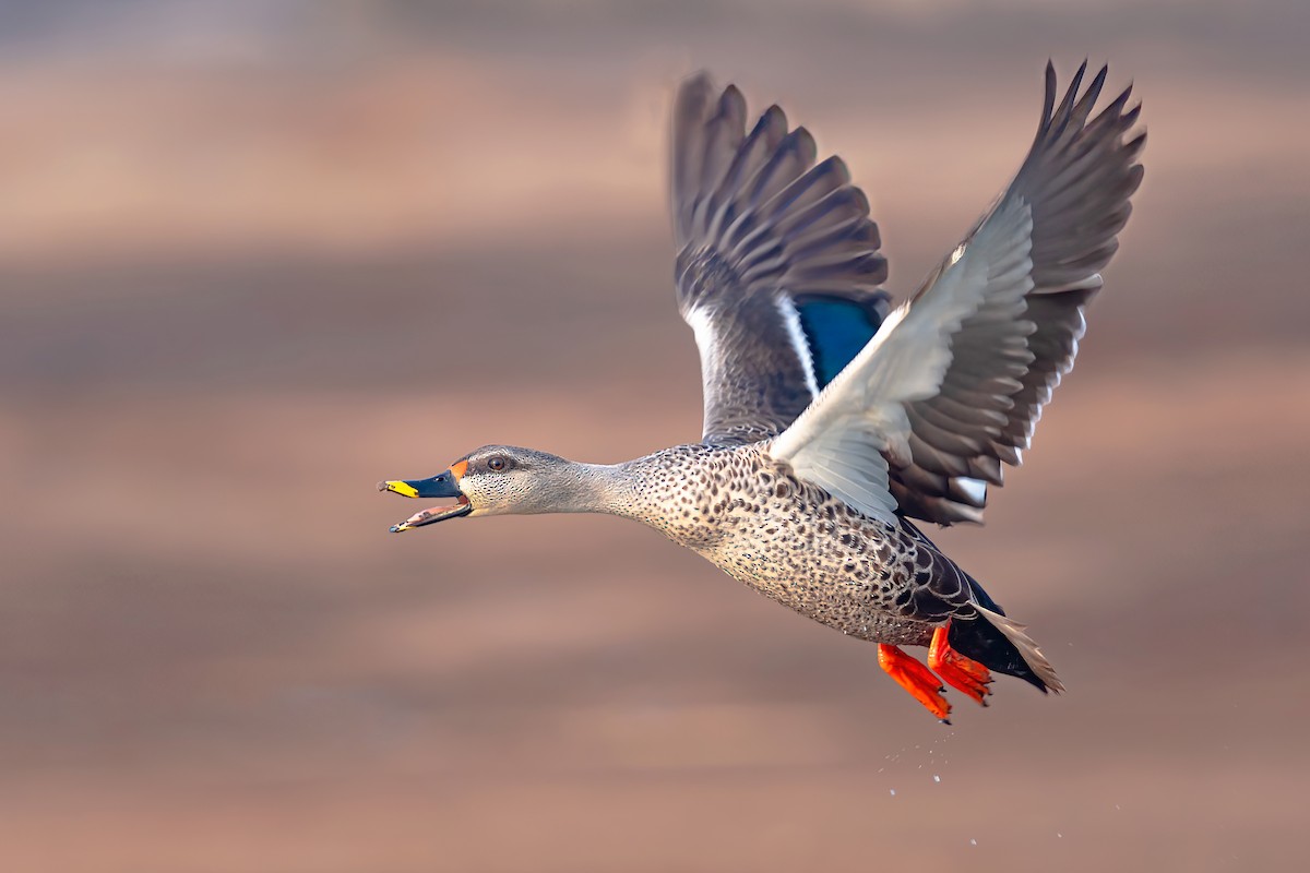 Indian Spot-billed Duck - Rajkumar Das