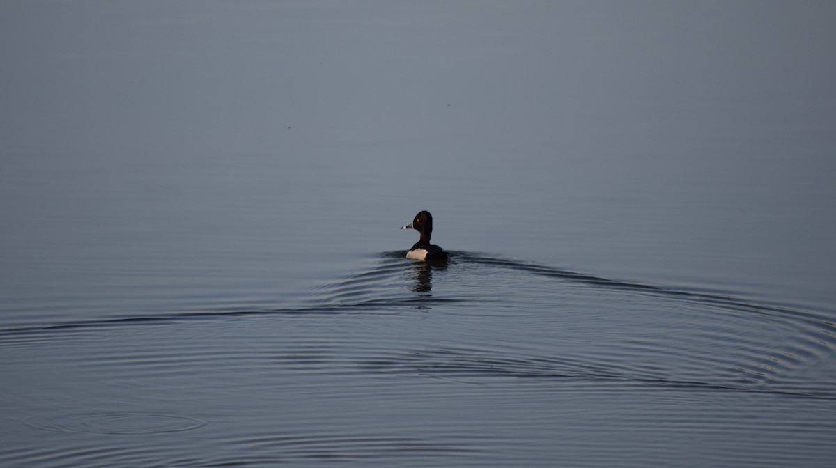 Ring-necked Duck - Gregory Bryan