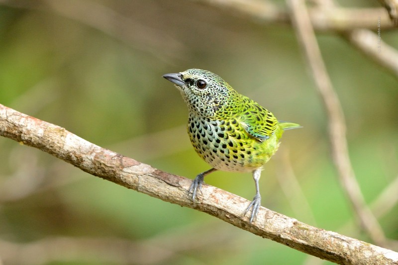 Spotted Tanager - Augusto Alves
