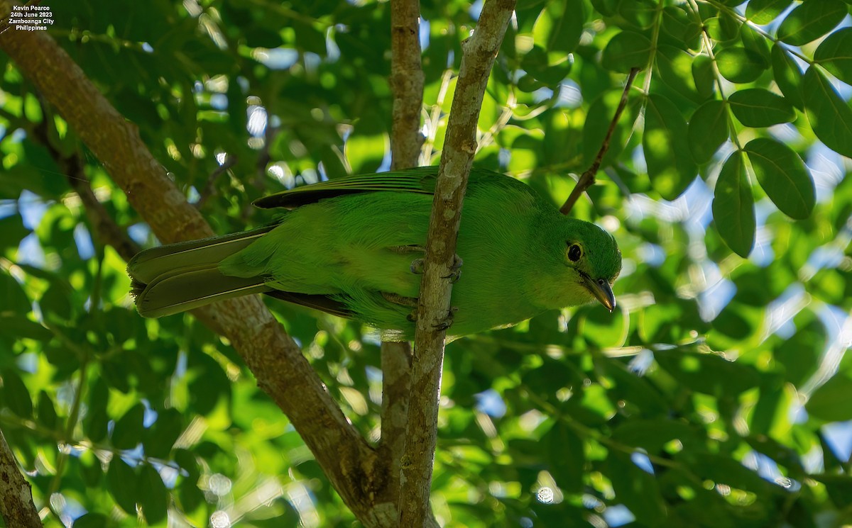 Philippine Leafbird - ML588095551