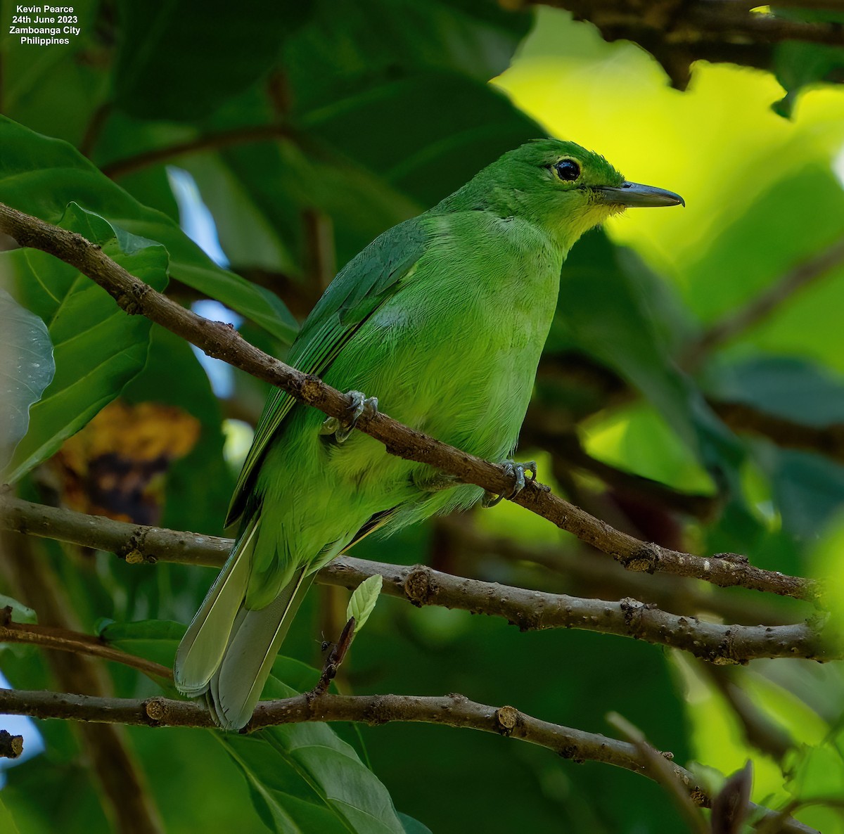 Philippine Leafbird - ML588095571