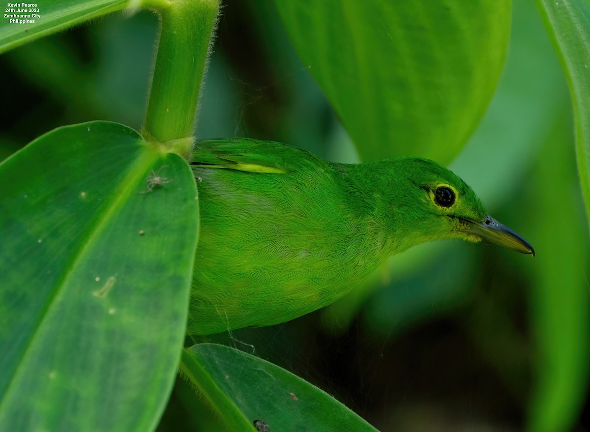 Philippine Leafbird - ML588095601