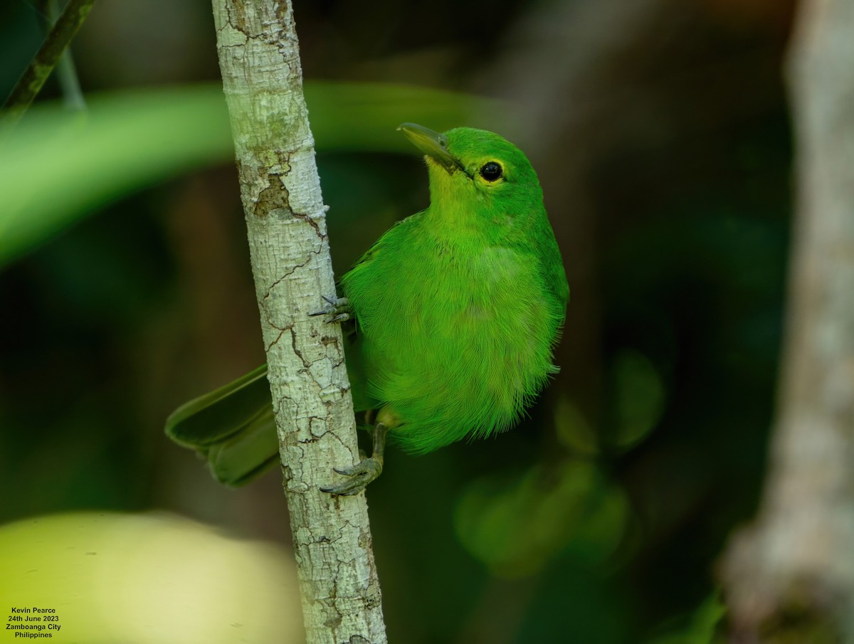 Philippine Leafbird - ML588095641