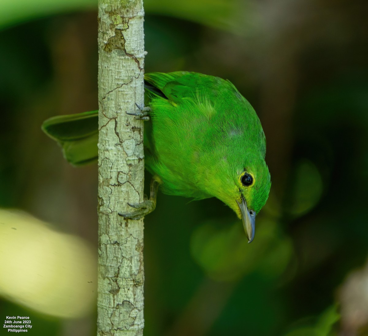 Philippine Leafbird - ML588095691