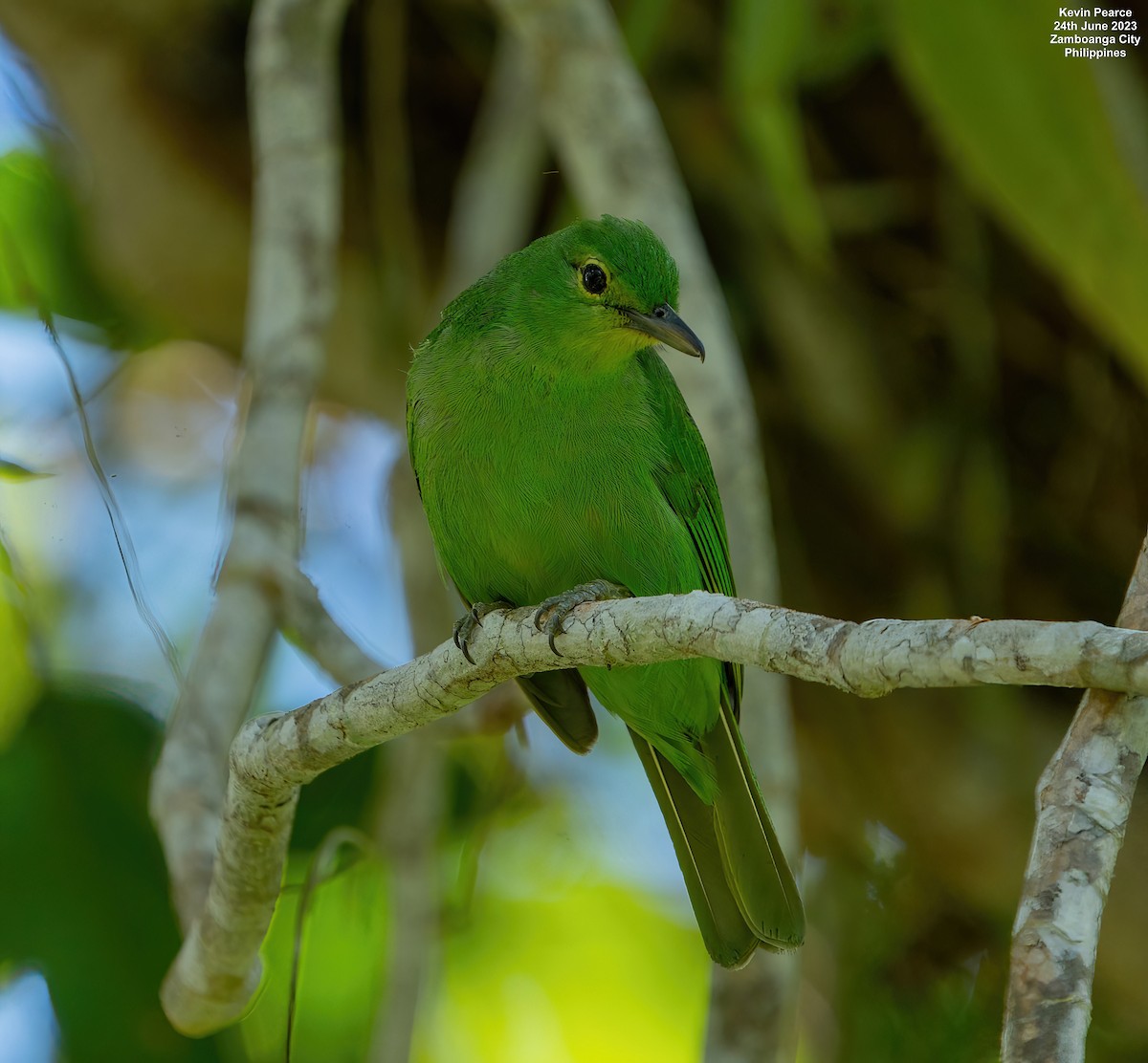 Philippine Leafbird - ML588095711