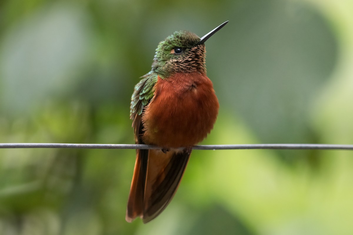kolibřík peruánský - ML588096521