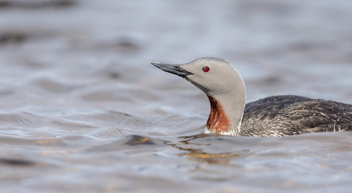Red-throated Loon - ML588097071