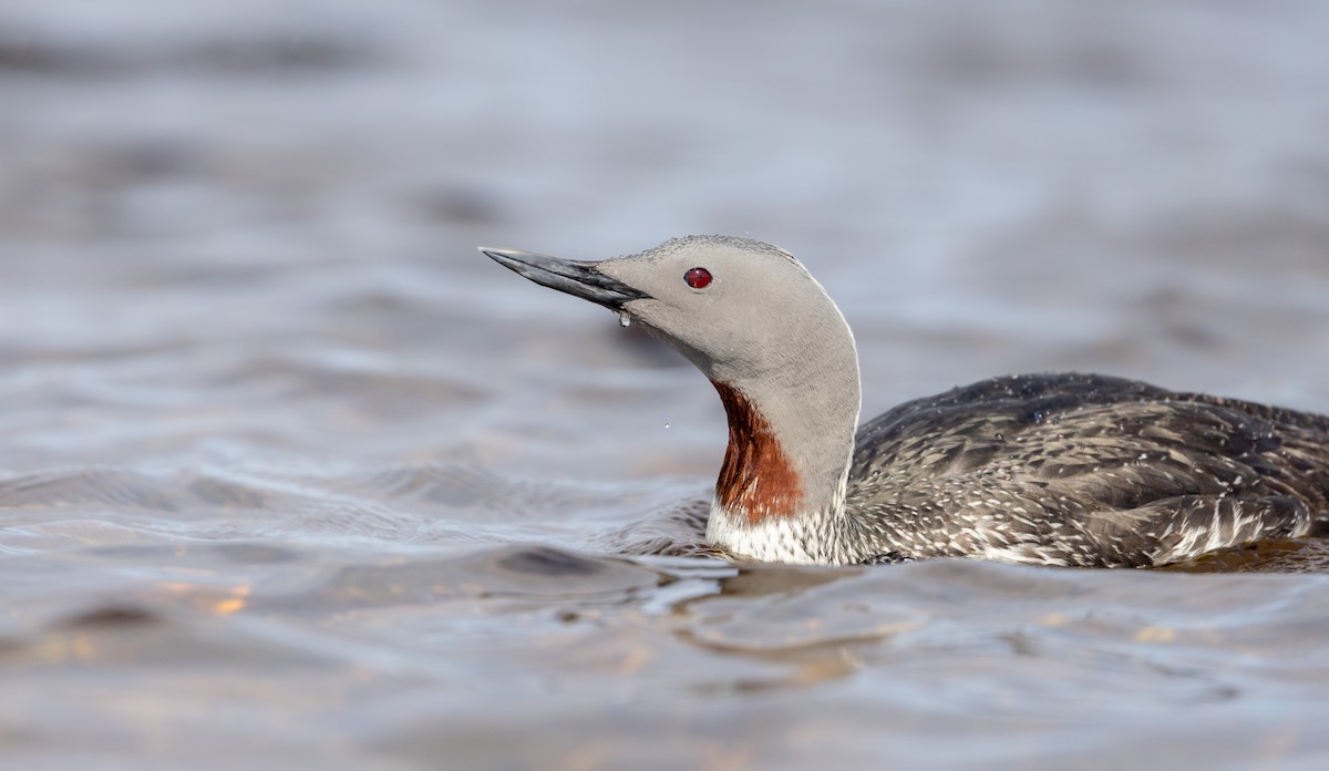 Red-throated Loon - ML588097081