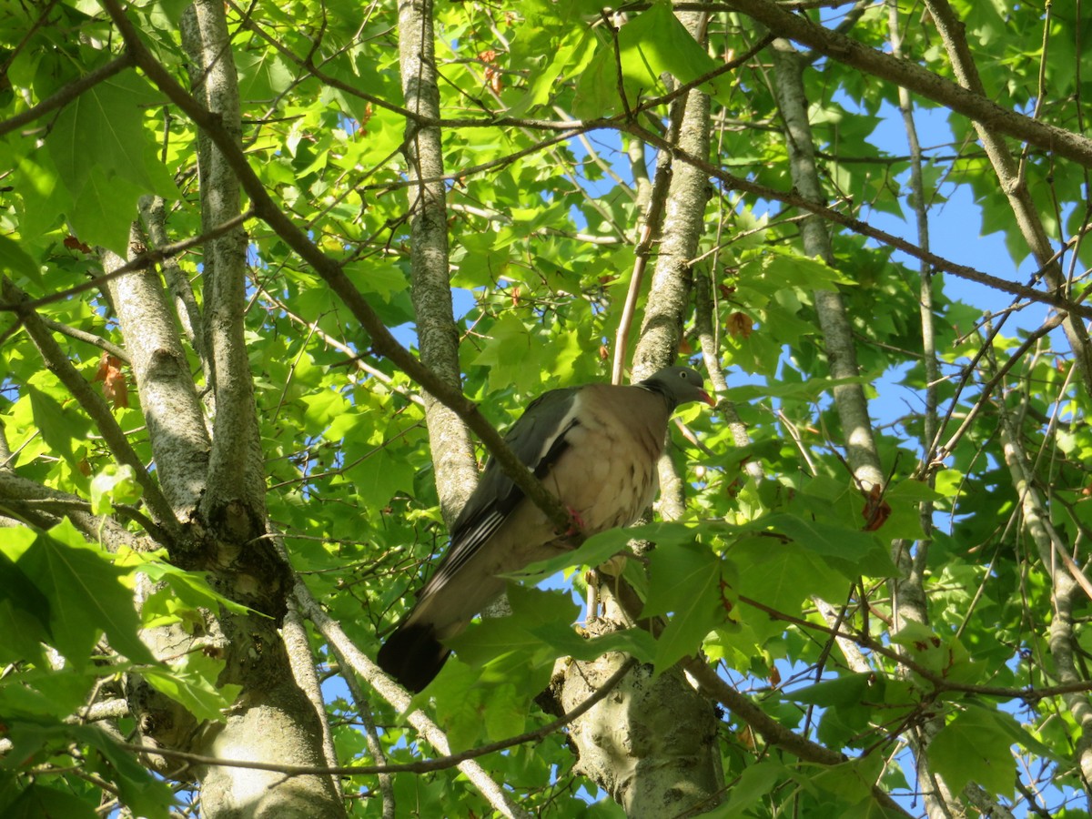 Common Wood-Pigeon - ML588099541